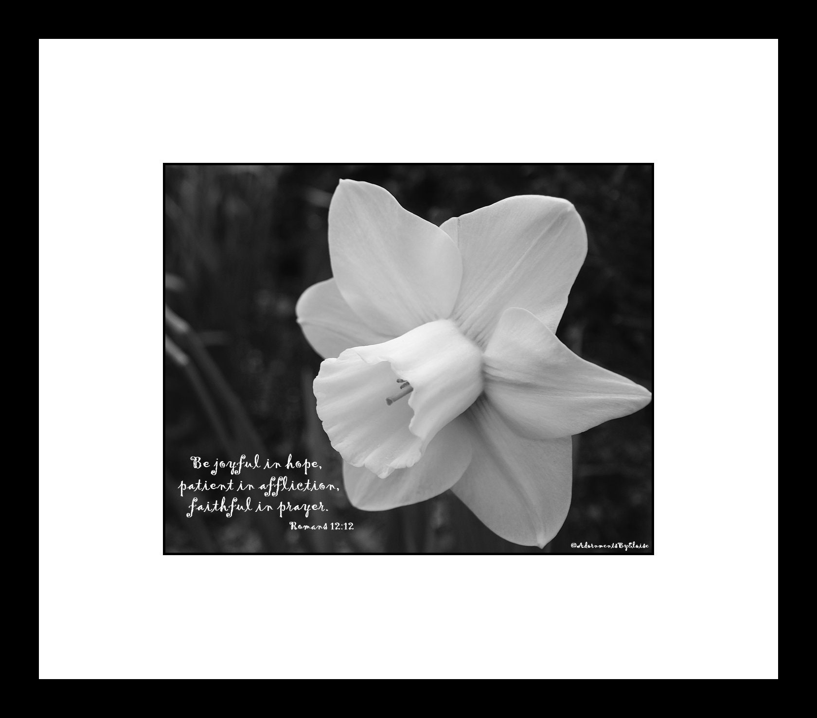 Daffodil Photograph Bible Verse Print Be Joyful in Hope Scripture Wall