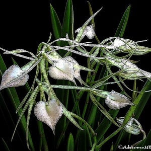 May include: A close-up of a white orchid with green leaves against a black background. The orchid has several white flowers with a heart-shaped form.