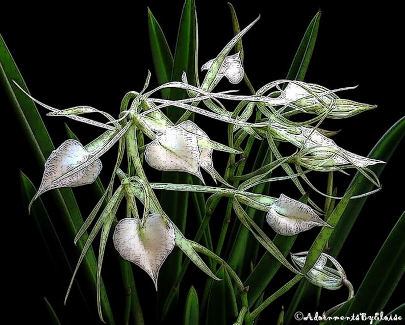 May include: A close-up of a white orchid with green leaves against a black background. The orchid has several white flowers with a heart-shaped form.