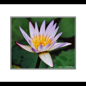 May include: A close-up of a purple water lily with a yellow center. The lily is in bloom and has water droplets on its petals.