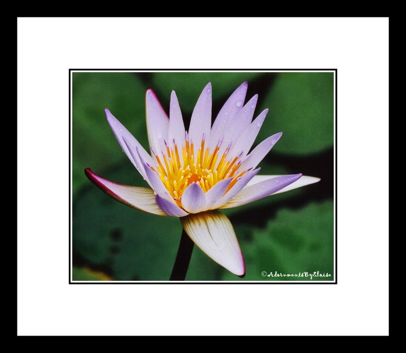 May include: A close-up of a purple water lily with a yellow center. The lily is in bloom and has water droplets on its petals.