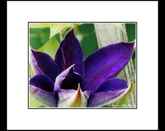 Purple Clematis Flower Photograph, Purple Flower Wall Art, Purple Flower Decor