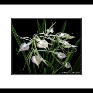 May include: A close-up of a white orchid with green leaves against a black background. The orchid has several white flowers with a heart-shaped form.