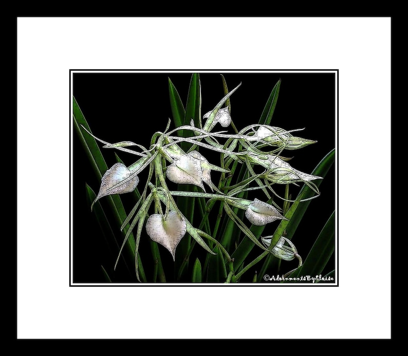 May include: A close-up of a white orchid with green leaves against a black background. The orchid has several white flowers with a heart-shaped form.