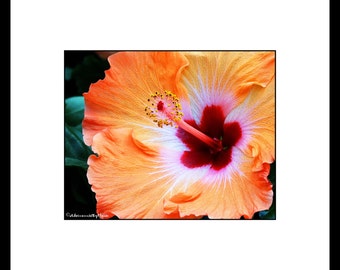 Orange Hibiscus Flower Photograph, Orange Flower Wall Art, Orange Flower Decor