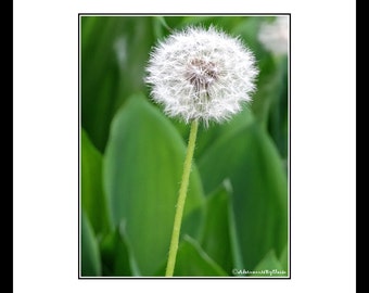 Weiße Löwenzahn Blume Fotografie-Blumen-Wand-Dekor-Grüne Blumen Wandkunst-Schlafzimmer Wandkunst-Löwenzahn Wandkunst-Blumenfotografie-Blumenkunst