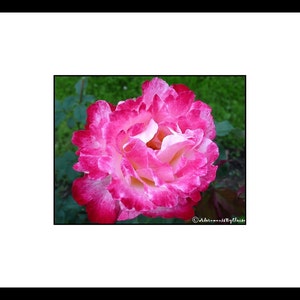 Pink Ombre Rose Flower Photograph, Pink Flower Wall Art, Pink Flower Decor
