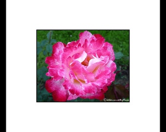 Pink Ombre Rose Flower Photograph, Pink Flower Wall Art, Pink Flower Decor