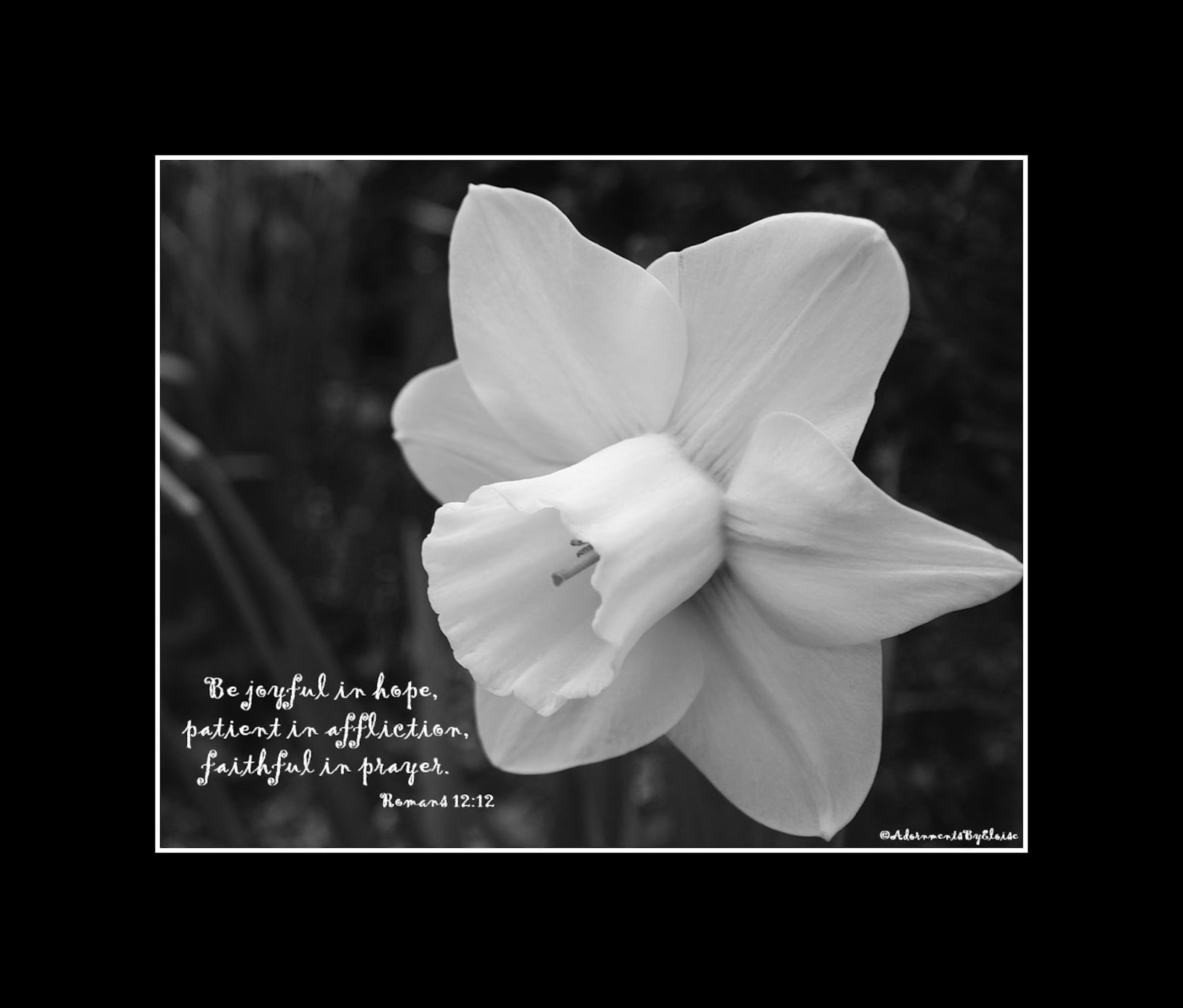 Daffodil Photograph Bible Verse Print Be Joyful in Hope Scripture Wall