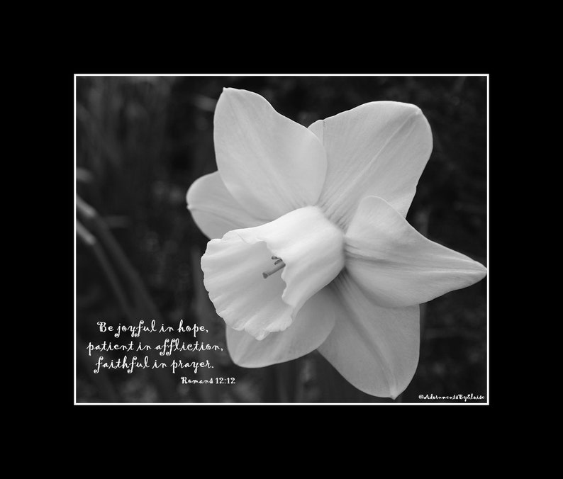 Daffodil Photograph Bible Verse Print Be Joyful in Hope Scripture Wall