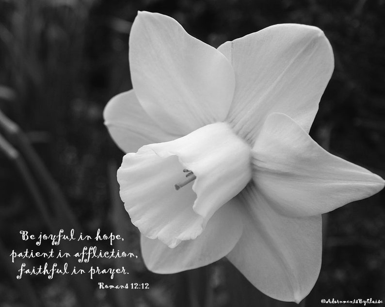 Daffodil Photograph Bible Verse Print Be Joyful in Hope Scripture Wall
