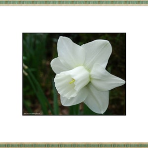 Puede incluir: Una sola flor de narciso blanco con un centro amarillo florece sobre un fondo verde oscuro.