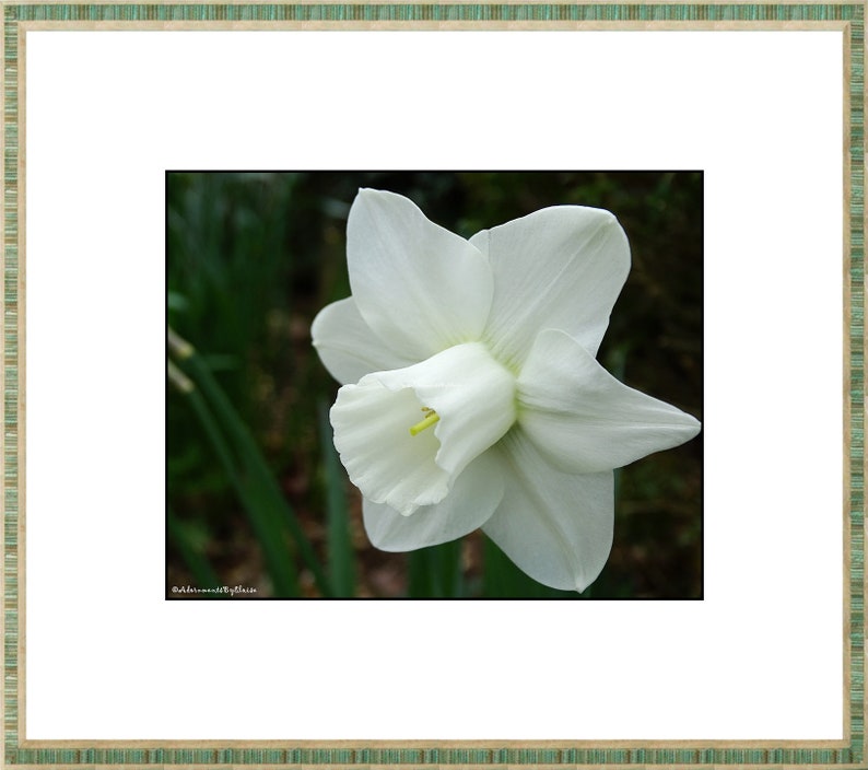 Puede incluir: Una sola flor de narciso blanco con un centro amarillo florece sobre un fondo verde oscuro.