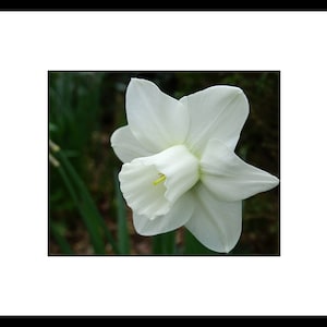 Puede incluir: Una sola flor de narciso blanco con un centro amarillo, en flor sobre un fondo verde oscuro.