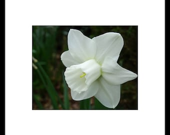 White Daffodil Flower Photograph, White Flower Wall Art, White Flower Decor