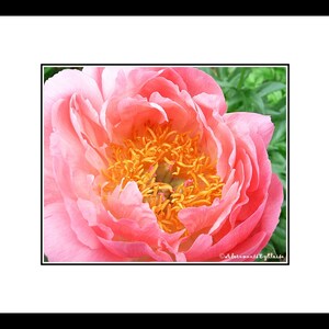 Coral Charm Peony Flower Photography, Pink Flower Wall Art, Pink Flower Decor