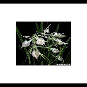 May include: A close-up of white orchid flowers with green leaves against a black background. The flowers are heart-shaped and have a delicate, translucent appearance.
