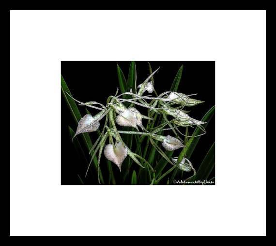 White Brassavola Orchid Woodcut Flower Photography, White Flower Wall Art, White Flower Decor