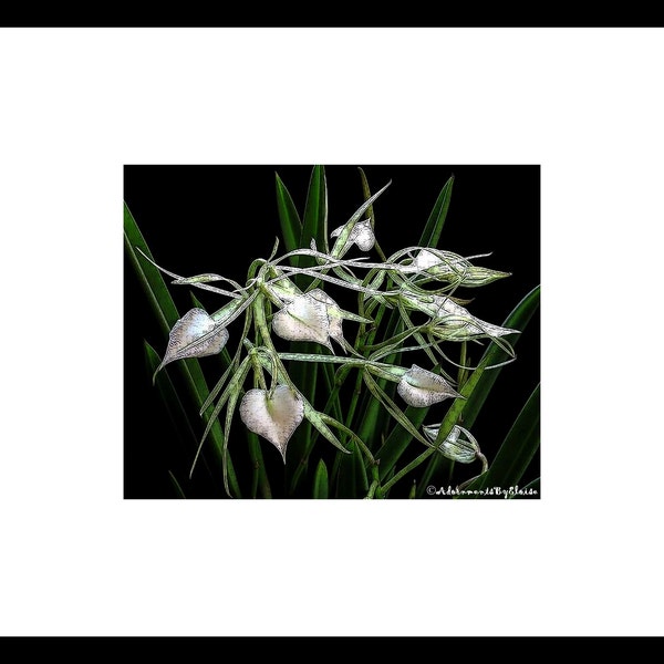 White Brassavola Orchid Woodcut Flower Photography, White Flower Wall Art, White Flower Decor