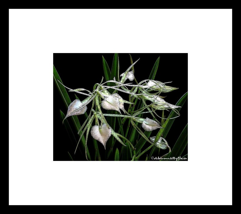 May include: A close-up of white orchid flowers with green leaves against a black background. The flowers are heart-shaped and have a delicate, translucent appearance.