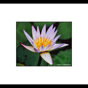 May include: A close-up of a purple water lily with a yellow center. The lily is in bloom and has delicate petals. The background is a blurry green.