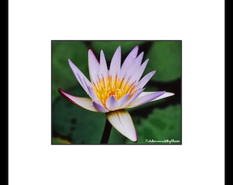 Purple Hawaiian Water Lily Flower Photography, Purple Flower Wall Art, Purple Flower Decor