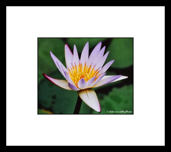 Purple Hawaiian Water Lily Flower Photography, Purple Flower Wall Art, Purple Flower Decor