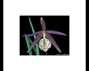 Purple Orchid Woodcut Photography-Orchid Print-Botanical Print-Flower Wall Art-Purple Black Bedroom Wall Art-Flower Photography-Gift For Her