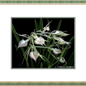 May include: A close-up of a white orchid with green leaves against a black background. The orchid has several white flowers with a delicate, almost translucent appearance. The image is stylized with a line art effect.