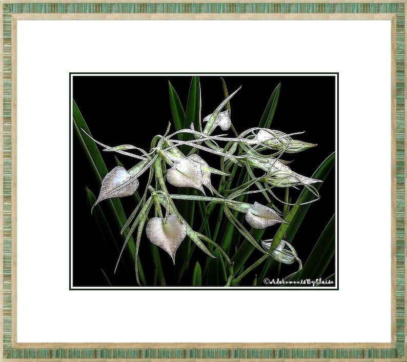 May include: A close-up of a white orchid with green leaves against a black background. The orchid has several white flowers with a delicate, almost translucent appearance. The image is stylized with a line art effect.
