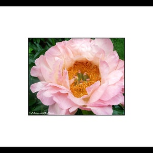 Pink Peony Flower Photograph, Pink Flower Wall Art, Pink Flower Decor
