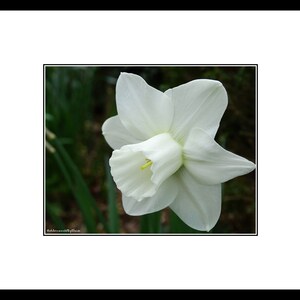 Puede incluir: Una sola flor de narciso blanco con un centro amarillo, en flor sobre un fondo verde oscuro.