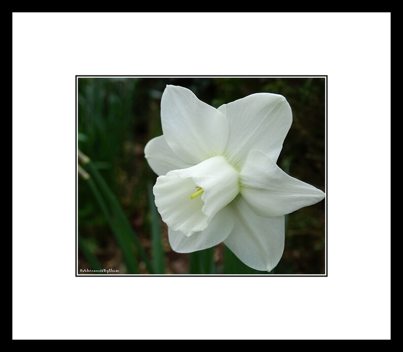 Puede incluir: Una sola flor de narciso blanco con un centro amarillo, en flor sobre un fondo verde oscuro.