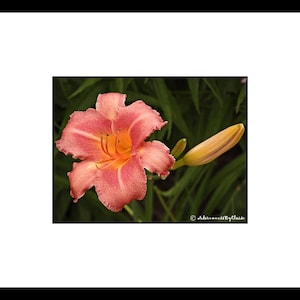Salmon Day Lily Flower Photography, Orange Flower Wall Art, Orange Flower Decor