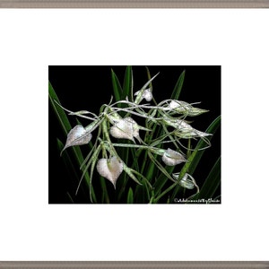May include: A close-up of white orchid flowers with green leaves against a black background. The flowers are in the shape of hearts and have a delicate, almost translucent appearance.