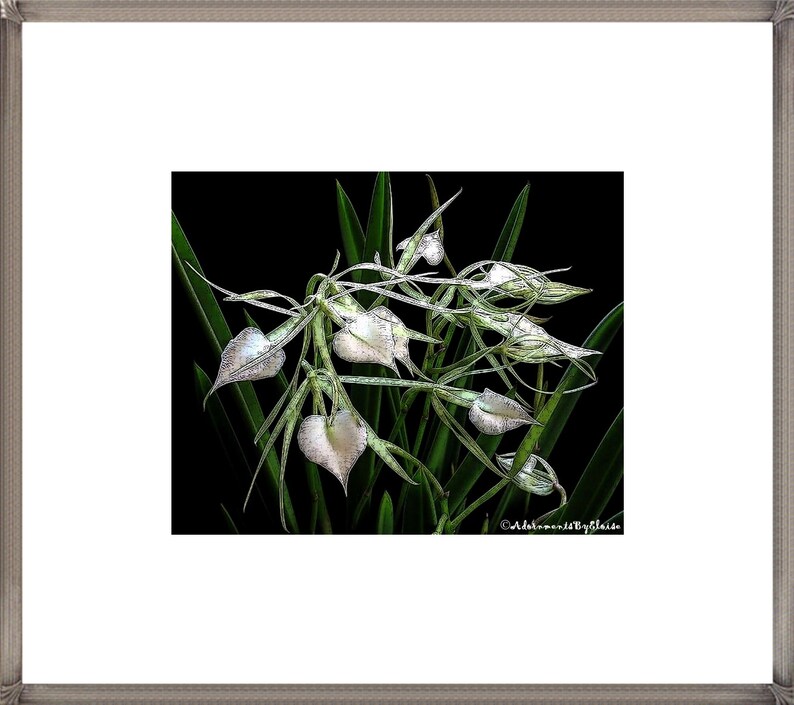 May include: A close-up of white orchid flowers with green leaves against a black background. The flowers are in the shape of hearts and have a delicate, almost translucent appearance.