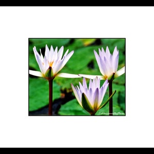 Puede incluir: Tres nen&uacute;fares blancos con puntas moradas florecen en un estanque con nen&uacute;fares verdes.