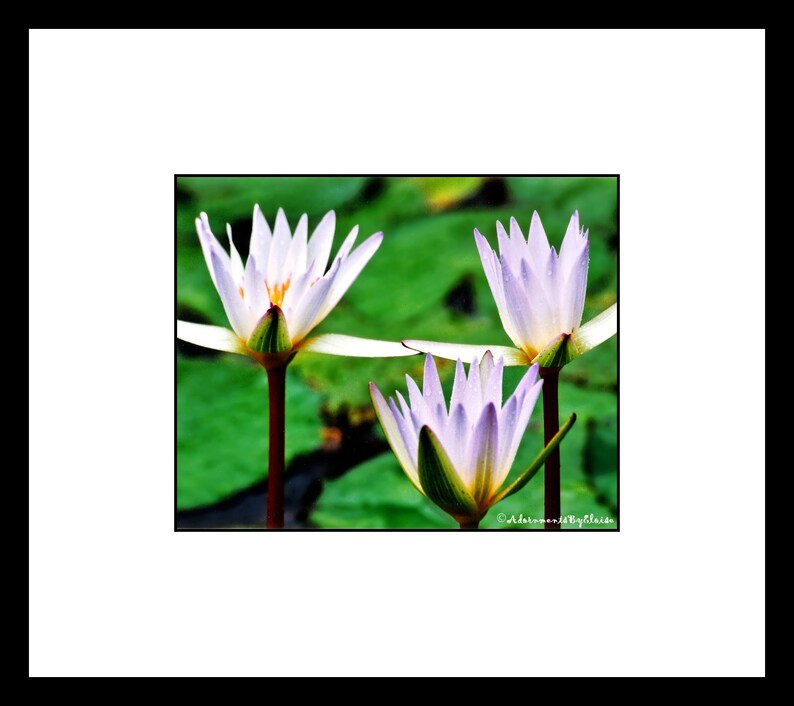 Puede incluir: Tres nen&uacute;fares blancos con puntas moradas florecen en un estanque con nen&uacute;fares verdes.