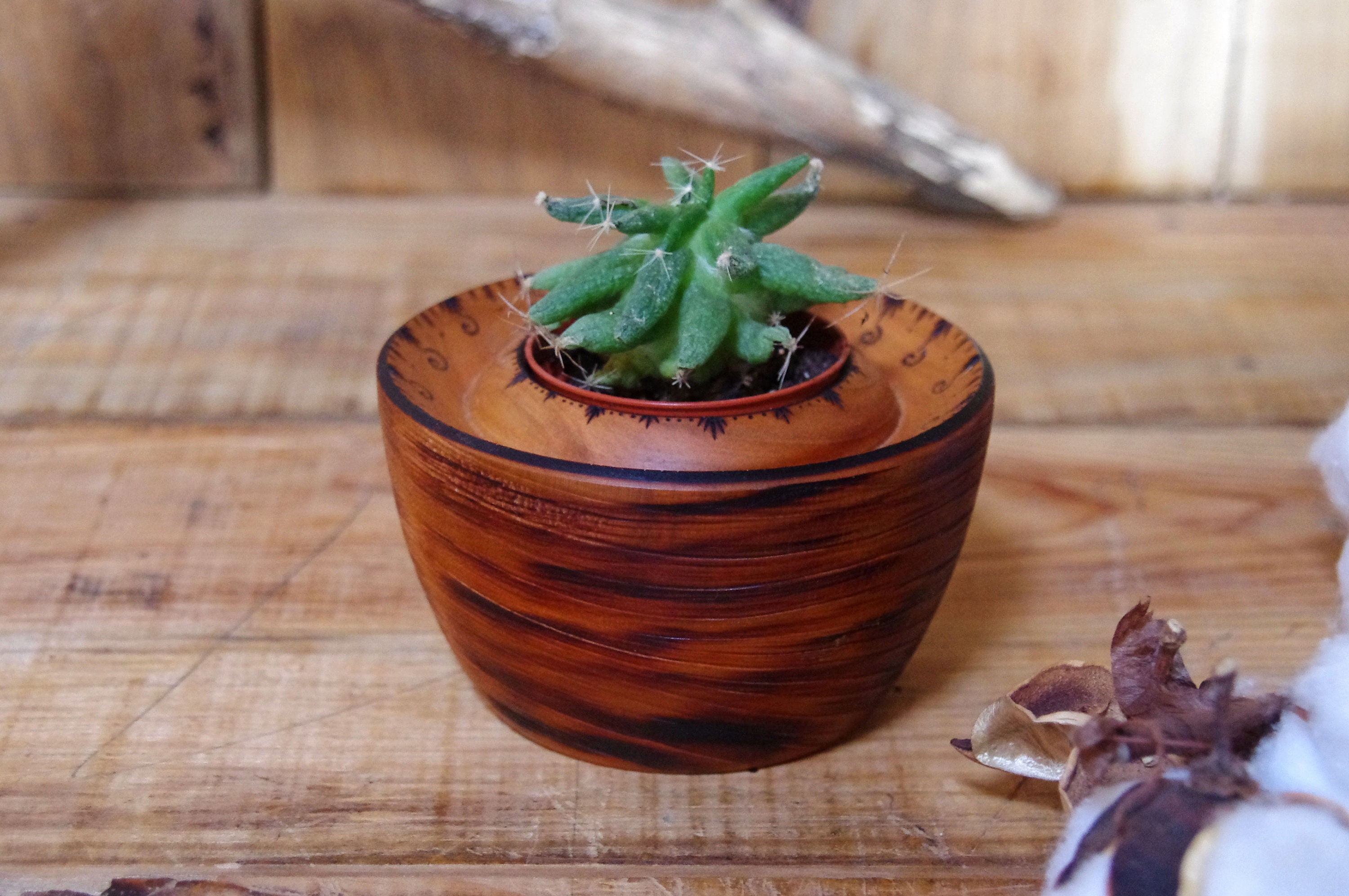 Pot à Cactus - Plante Décoration