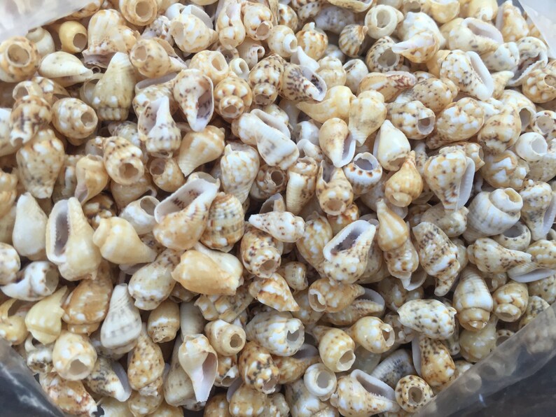 Tan Shells Drilled Seashell (tan), Lot of 10 - Etsy