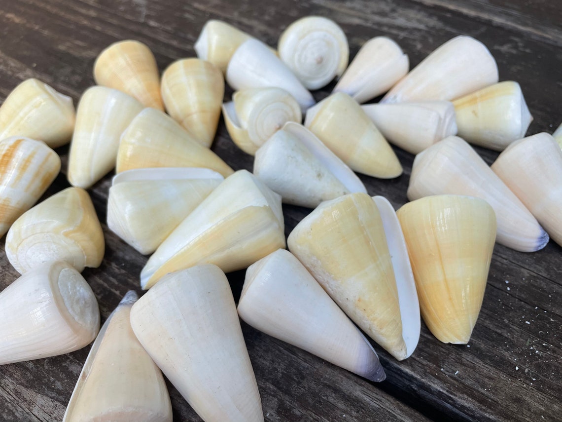 SALE Large White Cone Sea Shell, Surf Tumbled Lot of 1 - Etsy UK