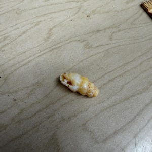 May include: A small, elongated seashell with a spiral shape. The shell is mainly off-white with yellow and orange markings. The shell is lying on a light-coloured wooden surface.