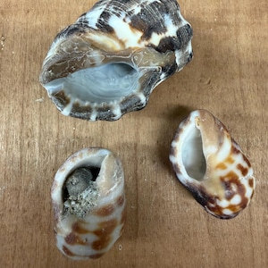 May include: Three seashells of varying sizes and patterns are displayed on a wooden surface. The largest shell is a mix of brown, white, and tan, while the smaller ones have brown and tan spots. The shells have a natural, organic appearance.