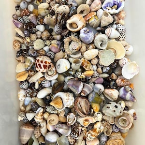 Può includere: Primo piano di una collezione variegata di conchiglie. Le conchiglie variano per dimensioni, forma e colore, tra cui forme a spirale, coniche e arrotondate. I colori includono bianco, marrone, beige e viola, con alcune conchiglie con motivi maculati.