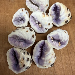 May include: Seven seashells with white exteriors and brown spots. The interiors are a soft purple colour. The shells are arranged on a wooden surface, creating a natural display.
