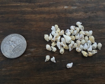 Drilled seashell (white), lot of 10