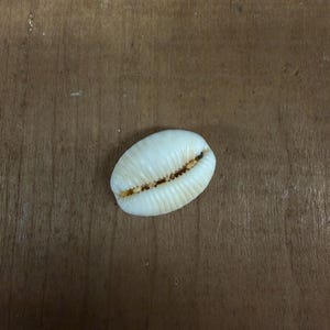 May include: A white, oval seashell with a textured surface and a brown interior. The shell is smooth and has a natural, organic appearance. The shell is a light cream colour and is set against a brown wooden background.