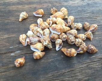 Drilled seashell (brown), lot of 10
