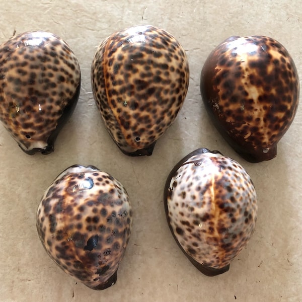 painted and drilled Hawaiian tiger cowrie shell, lot of 1