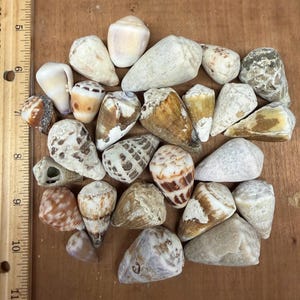 May include: A collection of various seashells in shades of white, brown, and tan, with unique patterns and textures. The shells are arranged on a wooden surface, with a ruler visible on the left side.